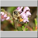 Andrena fuscipes - Heidekraut-Sandbiene w05a 9 mm -Sandgrube Niedringhaussee.jpg